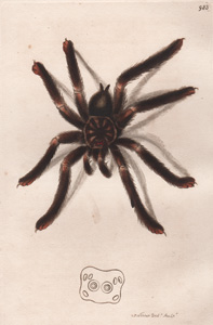 Plate 983 Western Spider